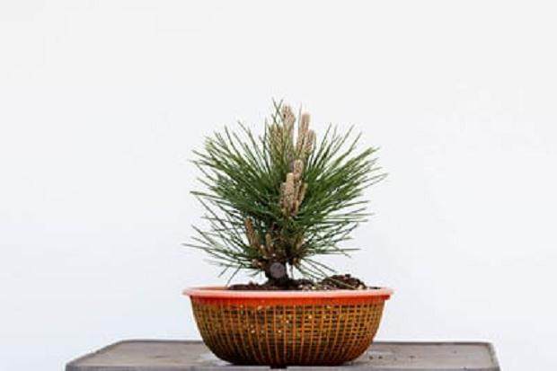 盆景修剪完成后