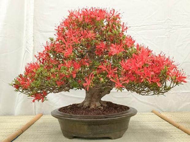 纳帕谷盆景俱乐部的2016年盆景展