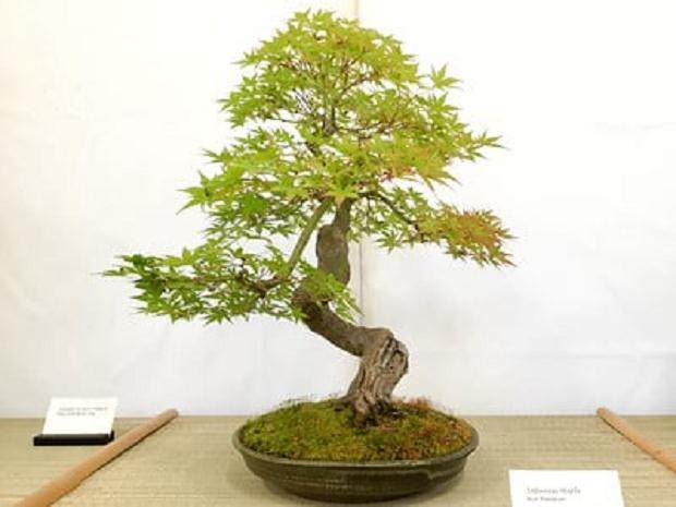 纳帕谷盆景俱乐部的2016年盆景展