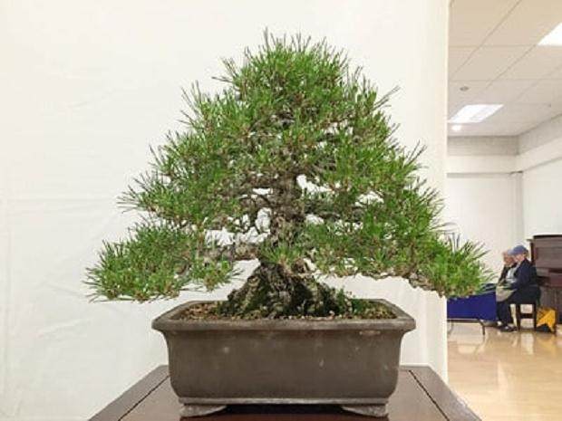 纳帕谷盆景俱乐部的2016年盆景展