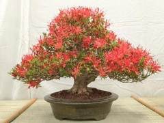 纳帕谷盆景俱乐部的2016年盆景展