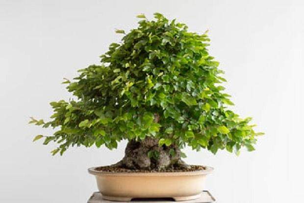 春季是修剪盆景落叶的好时候