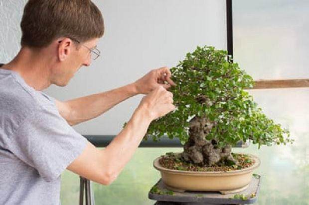 春季是修剪盆景落叶的好时候