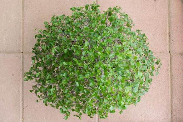 春季是修剪盆景落叶的好时候