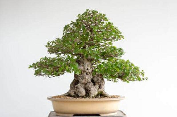 韩国鹅耳枥 - 修剪部分落叶后