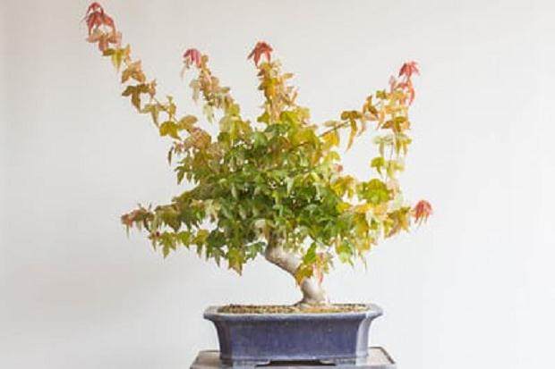 三叉戟枫树盆景