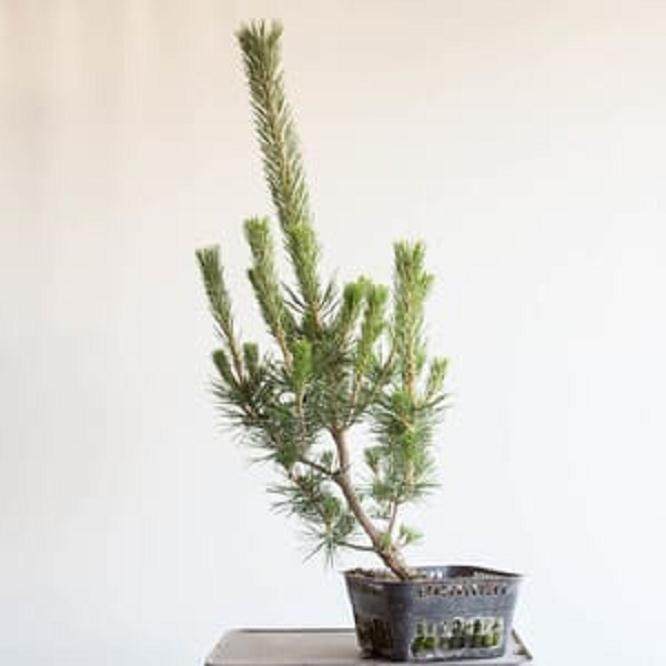 绿色生长在一棵12岁的松树上