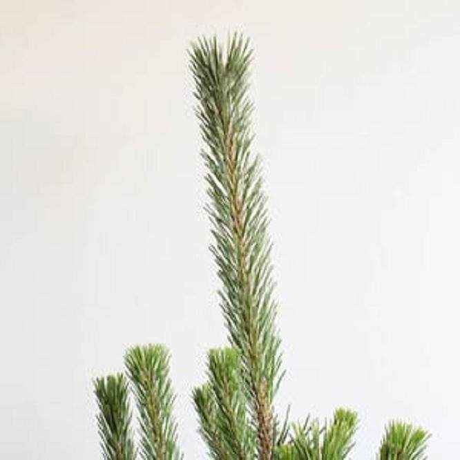 图解 你的松树盆景有多少活力