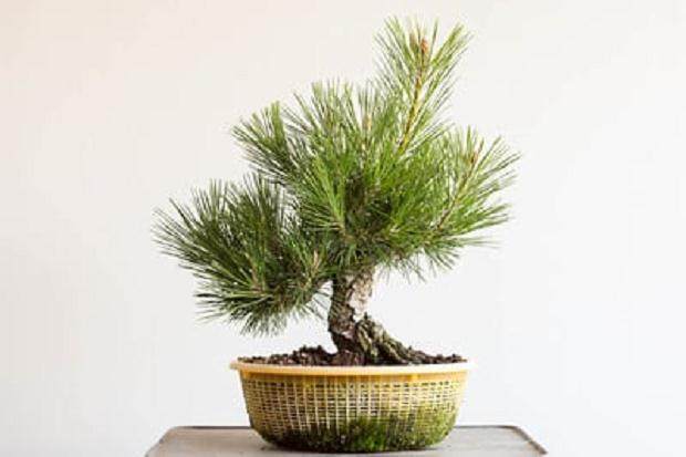 健康的松树盆景