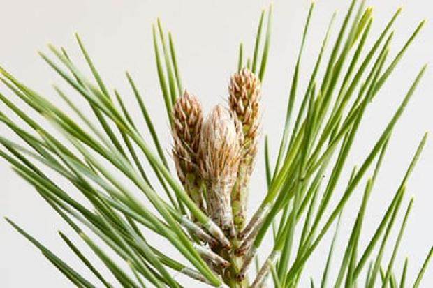 图解 你的松树盆景有多少活力