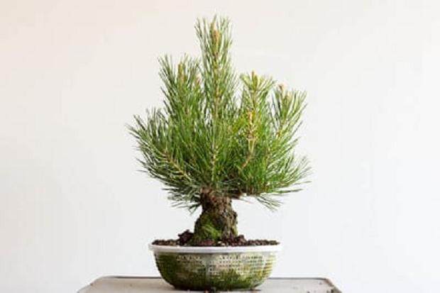 12岁的松树盆景