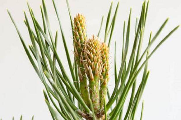 春季拍摄结束时会出现三个夏季盆景新芽