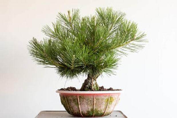 另一个12岁的黑松盆景