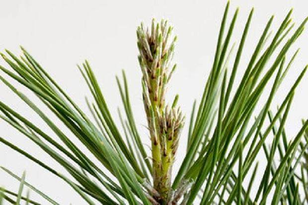 夏季盆景新芽出现