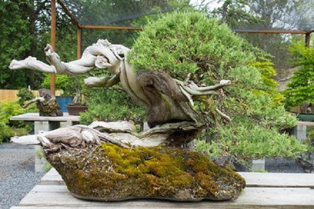 Sei Boku的第33届年度盆景展览