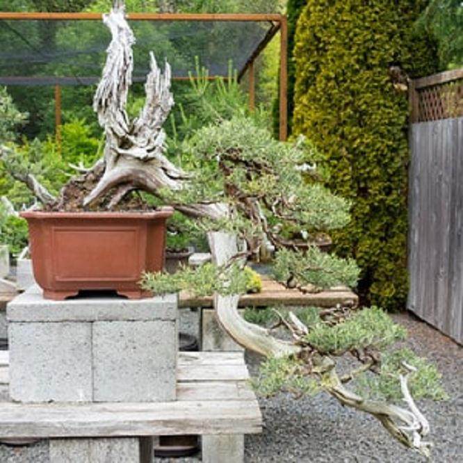 Sei Boku的第33届年度盆景展览