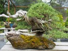 Sei Boku的第33届年度盆景展览