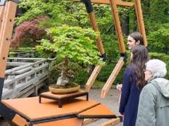 波特兰日本花园举办以瑞安尼尔为题的盆景展