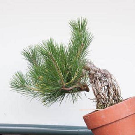 如何通过修剪来促进黑松盆景的发育