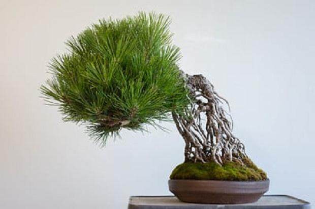 如何通过修剪来促进黑松盆景的发育