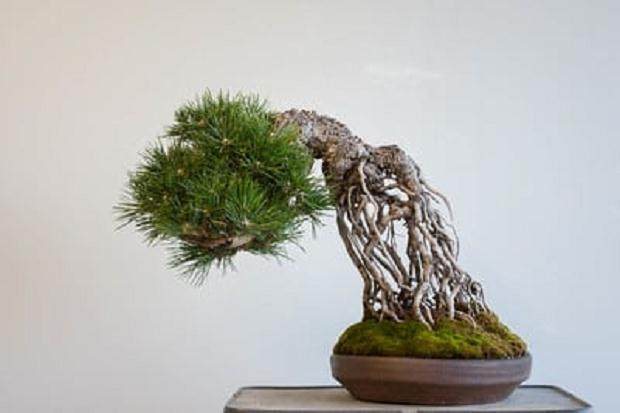 2016年6月– 修剪之后