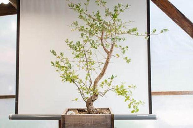 软木橡木 - 18个月出地面