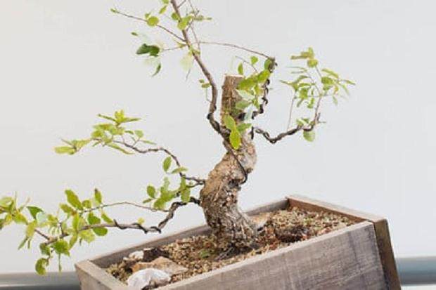 倾斜到盆景左侧