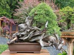 参观瑞恩尼尔先生的盆景花园