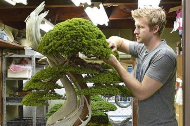 回顾:盆景的中级课程