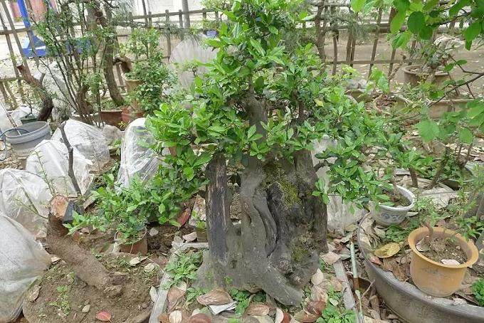 高邮男子偷盆景 被抓后男子称:我脑子有病