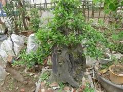 高邮男子偷盆景 被抓后男子称我脑子有病