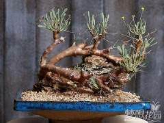 我在哪里可以找到盆景赤玉土