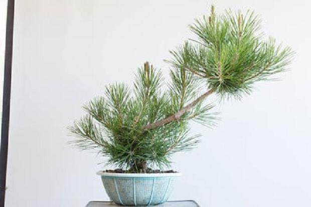 黑松盆景 - 12岁