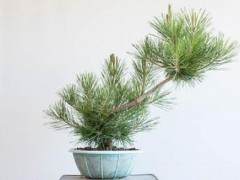 黑松盆景修剪前后的对比