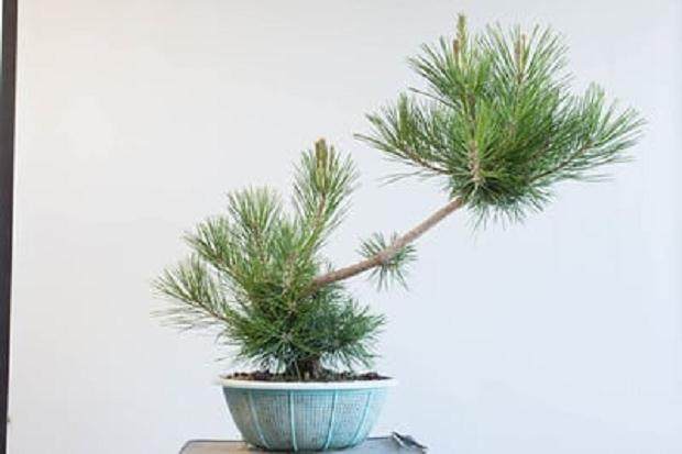 修剪右侧后 - 没有残留物留下