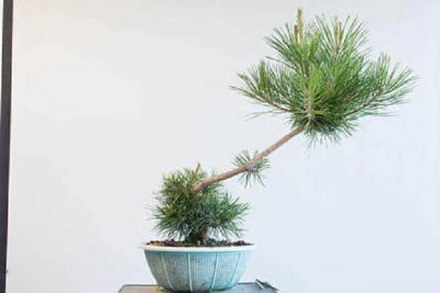 将树的左侧修剪后留下存根