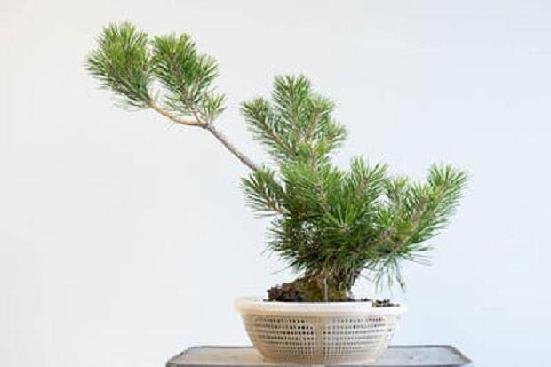 褪色和修剪前的黑松