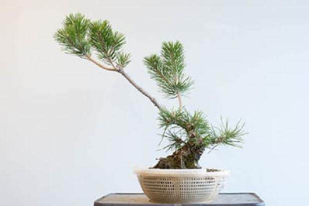 在将较低分支变薄和分解之后 - 逃生分支将暂时保留在原位