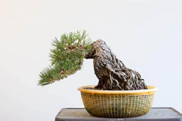 修剪后,针拉,削减和布线