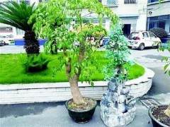 宜昌一对夫妻组团盗来盆景观赏