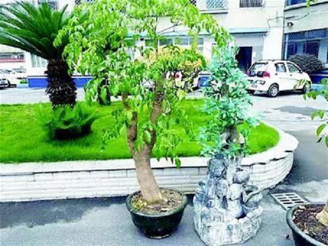 宜昌一对夫妻组团盗来盆景观赏