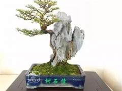 附石盆景灵魂与生命共舞