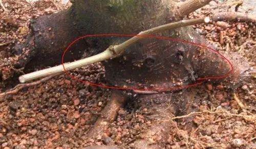 图解 如何给枫树盆景洗根的方法