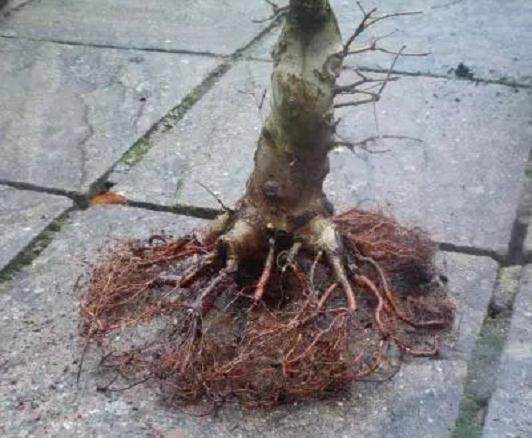 图解 如何给枫树盆景洗根的方法