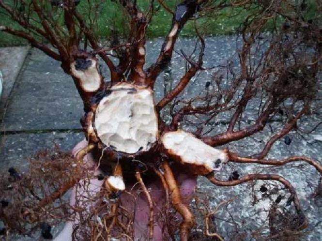 图解 如何给枫树盆景洗根的方法