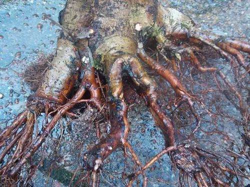 图解 如何给枫树盆景洗根的方法