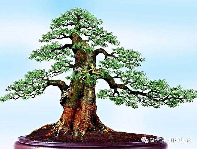 直冲云霄的直干式盆景制作技巧