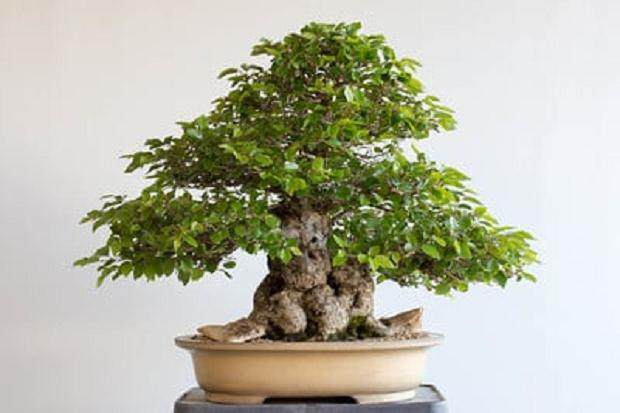 韩国鹅耳枥盆景(16“) - 2016年7月