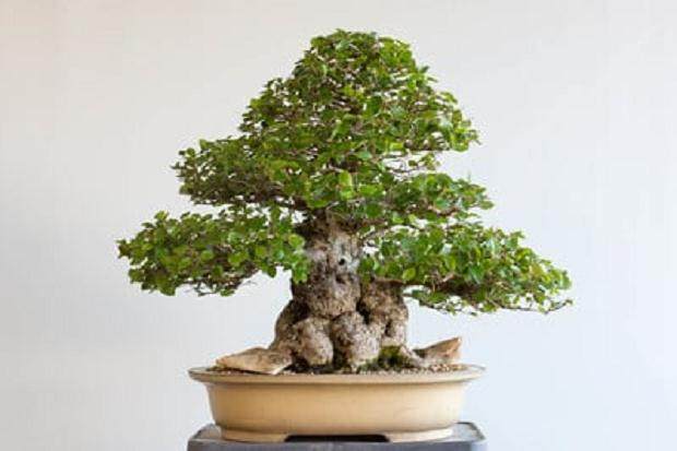 轻微修剪和变薄后的盆景