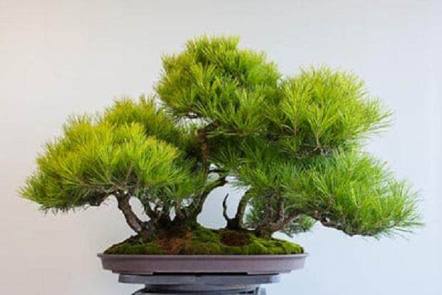 修剪之前的红松林 - 2016年6月